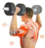 Мышцы, работающие в жиме гантелей стоя. 1 — дельтовидная; 2 — трапециевидная; 3 — трицепс